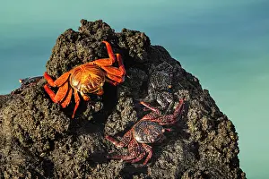 Galapagos: Sally lightfoot crab. San Cristobal Island, Galapagos