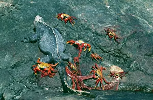 Scavanging: Sally Lightfoot Crabs - with Marine Iguana eating