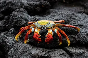 Sally: Sally Lightfoot Galapagos Crab on lava rock