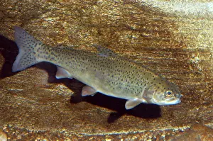 Salmons: Salmon