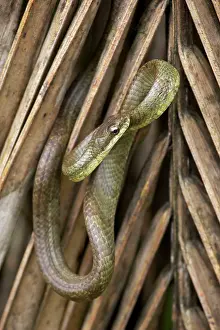 Racers: Salmon-bellied Racer
