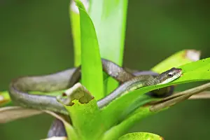 Racer: Salmon-bellied Racer / Dryad Snake