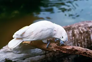 Moluccensis: SALMON-CRESTED COCKATOO