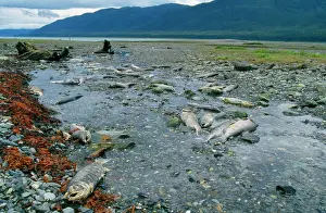 Salmons: Salmon - dead, after spawning