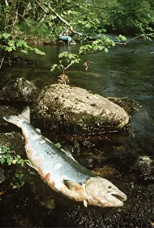 Spawning: SALMON - Dying on spawning ground with ulcerative