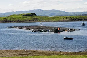 Commerical: Salmon farm near Craignure, Isle of Mull, Scotland
