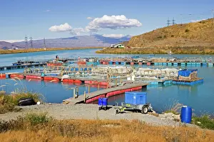 Commerce: Salmon farming at High Country Salmon near Twizel