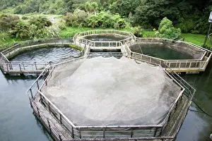Commerce: Salmon farming near Fox Glacier