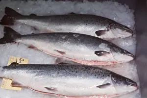 Lisa Svedberg: SALMON FISH FARMING in the Atlantic