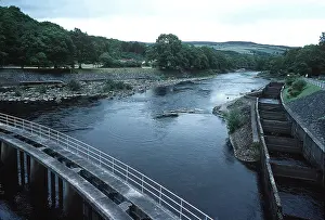 Ardea London: SALMON FISH LADDER