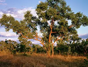 Gums: Salmon Gum - Katherine area