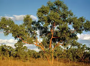 Gouldian: Salmon Gum nest tree species for the endangered