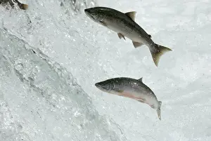 Salmons: Salmon jumping