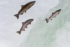 Coho: Salmon jumping falls on fall spawning migration