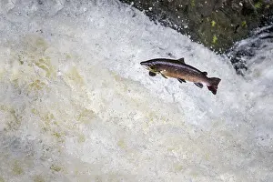 Leap: Salmon - Leaping - Falls of Shin - Scotland - UK