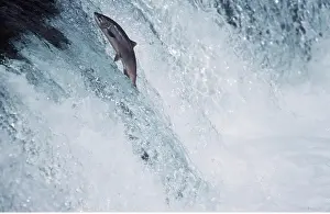 Eric Dragesco: SALMON - Leaping up river