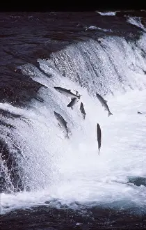 Salmon: SALMON - LEAPING UP RIVER