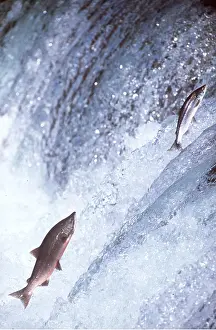 Upstream: SALMON - LEAPING UPSTREAM