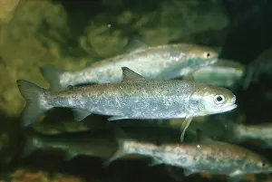 Salmo: Salmon Parr or Fingerling