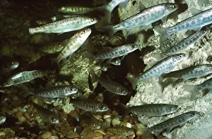 Ian Beames: SALMON PARR / FINGERLING - shoal