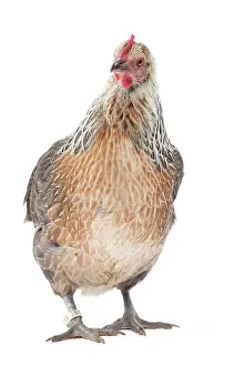 Salmon-silver Tailess Ardennaise Chicken hen