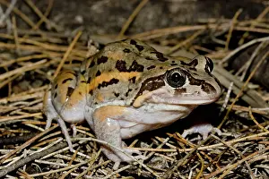 Limnodynastes: Salmon-striped Frog