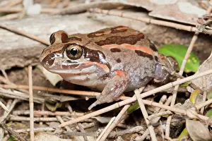 Wandoan: Salmon-striped Frog
