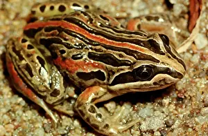 Limnodynastes: Salmon-striped frog - a burrowing frog