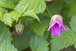 Tongass: Salmonberry