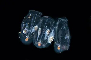 Chain: Salp chain