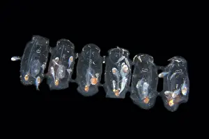 Chain: Salp chain