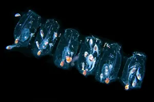 Chain: Salp chain