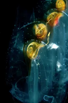 Tunicates: Salps