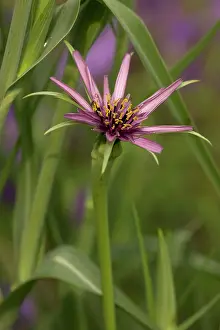 Tragopogon: Salsify