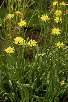 Hispanica: Salsify or Black Salsify