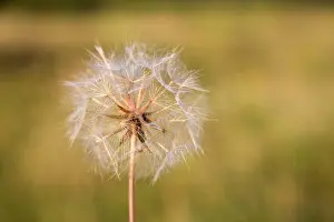 Tragopogon: Salsify - Seed Head