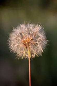Tragopogon: Salsify - Seed Head