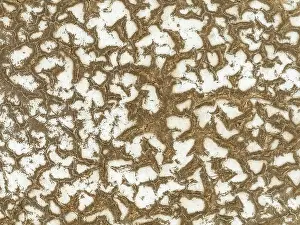 Thomas Dressler: Salt deposits at the Skeleton Coast