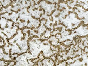 Thomas Dressler: Salt deposits at the Skeleton Coast