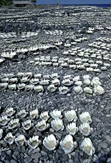 Tradtional: Salt garden - Sea water drying in clam shells is