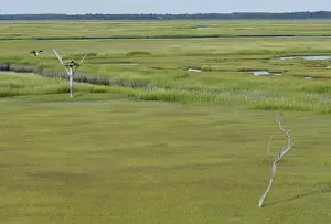 Halophyte: Salt Marsh