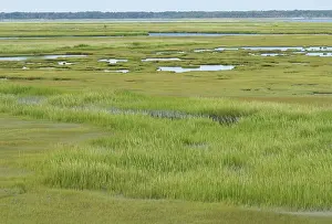 Halophyte: Salt Marsh
