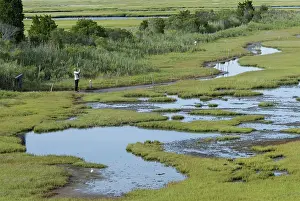 Halophyte: Salt Marsh