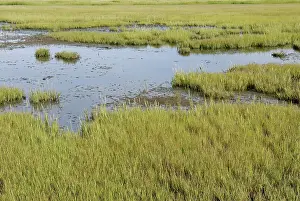 Halophyte: Salt Marsh