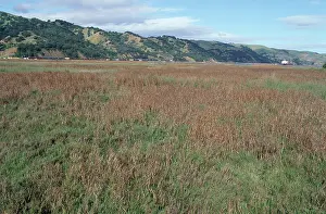 Joaquin: Salt Marsh