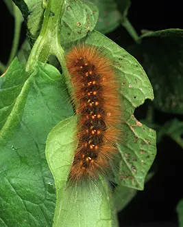 Edward: Salt marsh caterpillar