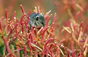 Megalotis: Salt Marsh Harvest Mouse