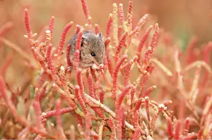 B Moose Peterson: Salt Marsh Harvest MOUSE