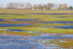 Zeeland: Salt marsh in Schakerloo Polder nature reserve