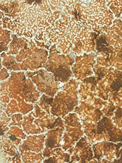 Saline: Salt marsh at the Skeleton Coast